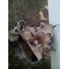 Recambio de caja cambios para renault clio ii fase ii (b/cb0) 1.2 referencia OEM IAM JB1514  