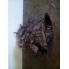 Recambio de caja cambios para renault megane ii berlina 5p 1.9 dci diesel referencia OEM IAM ND0001  
