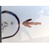 Recambio de puerta delantera derecha para kia ceed tourer (cd) 1.0 t-gdi referencia OEM IAM   