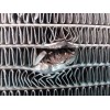 Recambio de radiador agua para chrysler grand voyager 2.5td referencia OEM IAM   