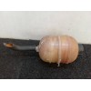 Recambio de deposito expansion para peugeot 206+ básico referencia OEM IAM 9647777280  