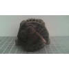 Recambio de alternador para fiat punto berlina (188) 1.2 cat referencia OEM IAM 63321718 DENSO 46542889