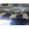 Recambio de aleta delantera derecha para porsche cayman (typ 987c) s referencia OEM IAM   