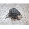 Recambio de depresor freno / bomba vacio para fiat ulysse (179) 2.2 jtd dynamic referencia OEM IAM   BOSCH