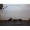 Recambio de cremallera direccion para renault laguna ii (bg0) 1.6 referencia OEM IAM 8200023082 6900000205 SMI