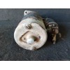 Recambio de motor arranque para bmw serie 5 (e28) 3.5 cat referencia OEM IAM 0001814025  BOSCH