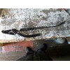 Recambio de brazo limpia delantero derecho para renault scenic ii 1.5 dci diesel referencia OEM IAM   