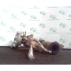Recambio de turbocompresor para renault laguna (b56) 2.2 diesel referencia OEM IAM GT1746 7700101141B GARRET