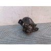 Recambio de faro antiniebla derecho para nissan micra (k12e) 1.5 dci turbodiesel cat referencia OEM IAM   