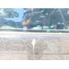 Recambio de luna custodia trasera derecha para bmw 3 compact (e46) 316 ti referencia OEM IAM   