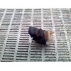 Recambio de mando elevalunas delantero izquierdo para honda cr-v (rd1/3) básico (rd1) referencia OEM IAM   